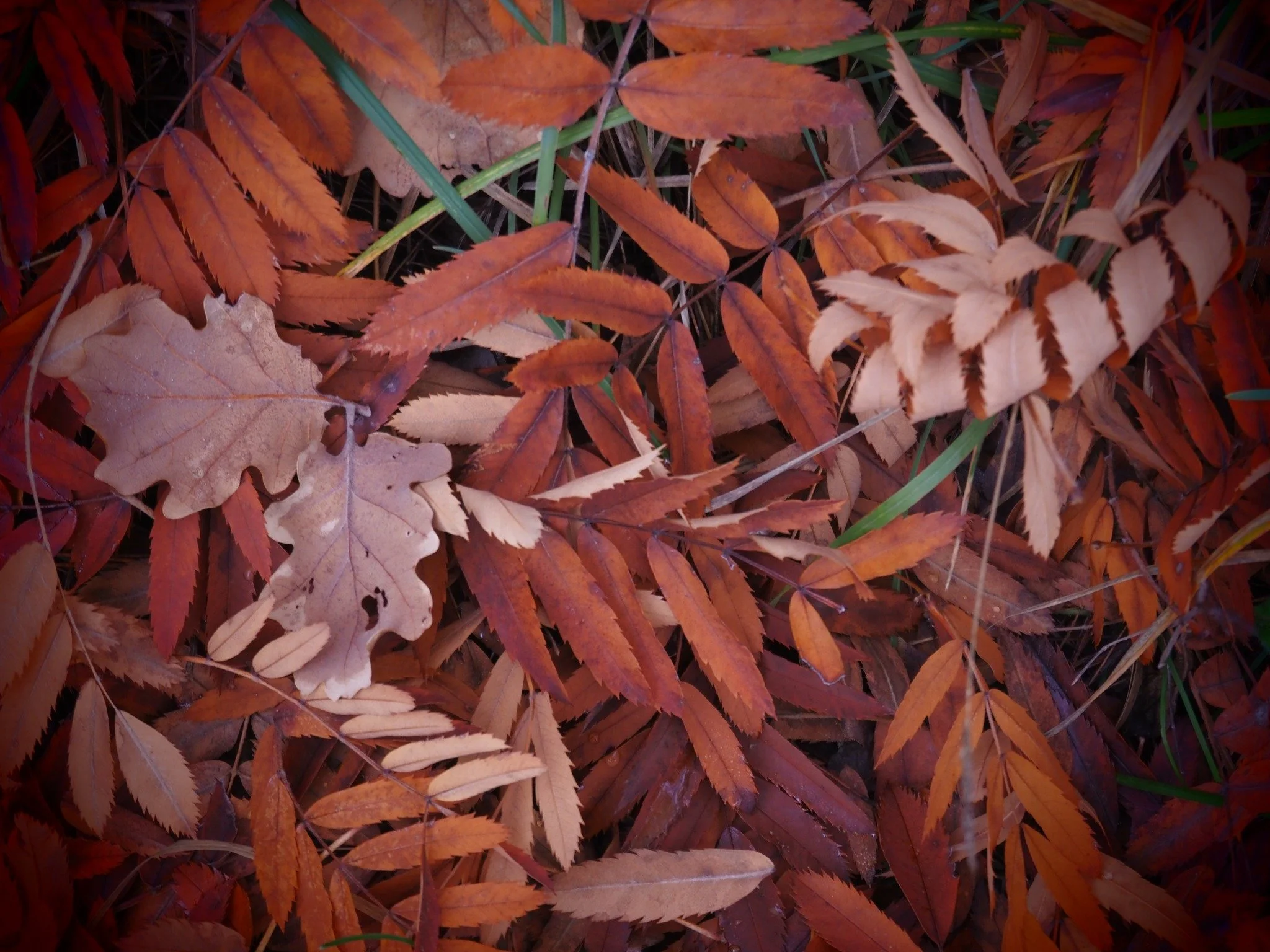 Herbstlaub in verschiedenen Orangetönen, teilweise noch grüne Grashalme sichtbar.