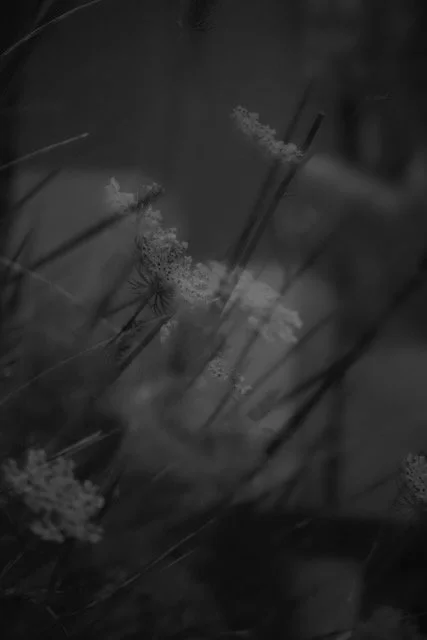 _1016011 (1).jpeg