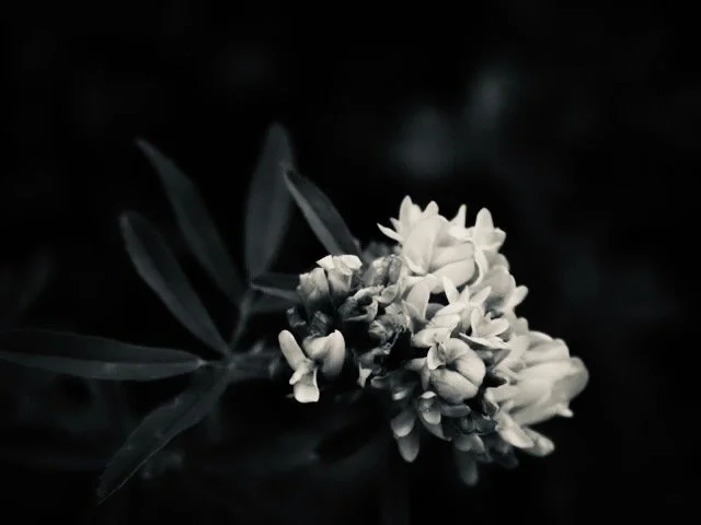 P1014153.jpeg
