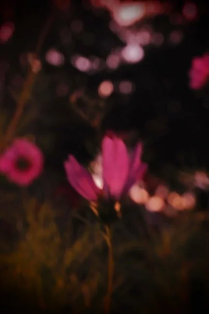 Unschärftes Bild einer pinken Blume bei Sonnenuntergang oder Dämmerung.