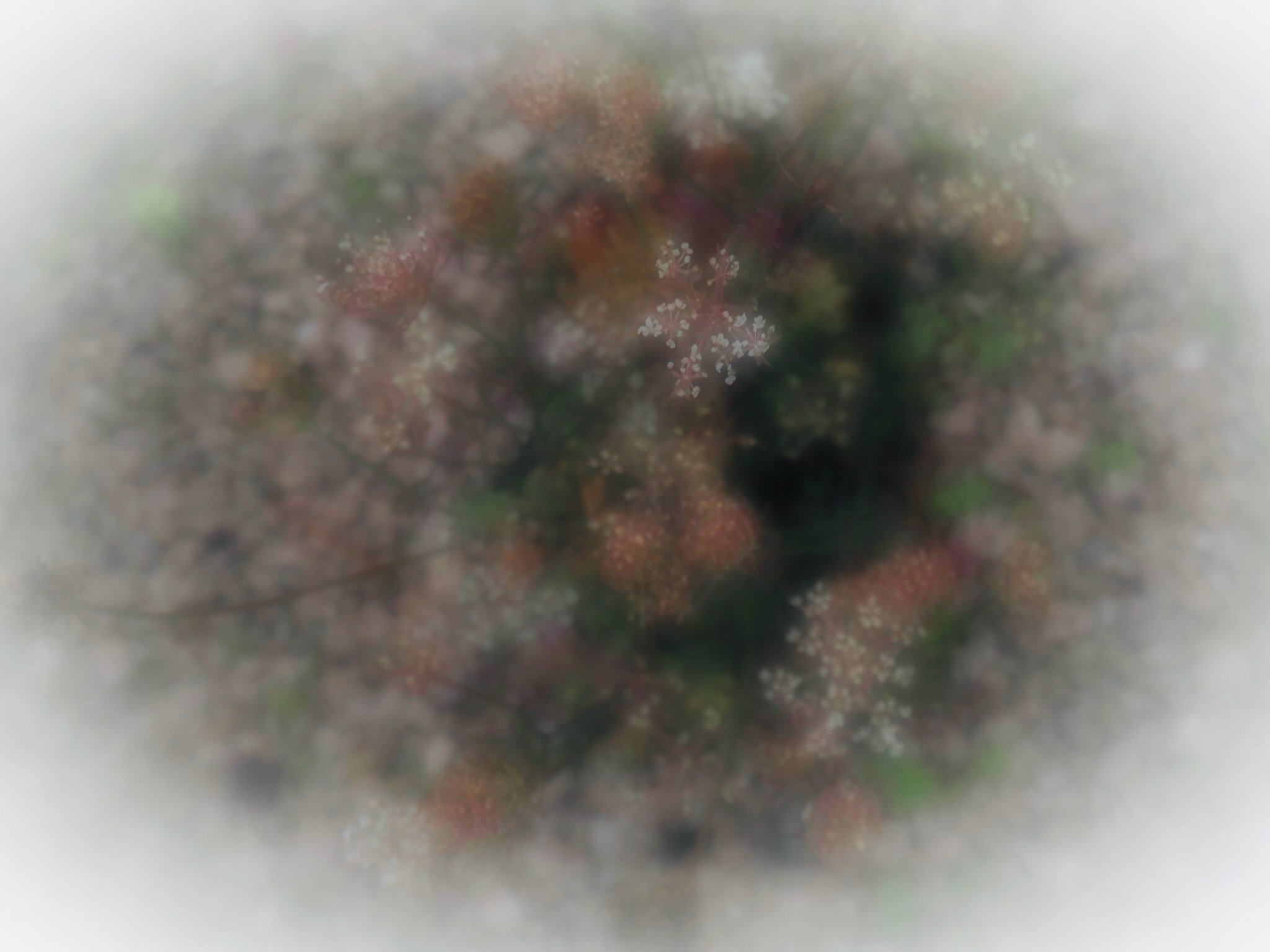 MAGLOVITE7 (1).jpeg