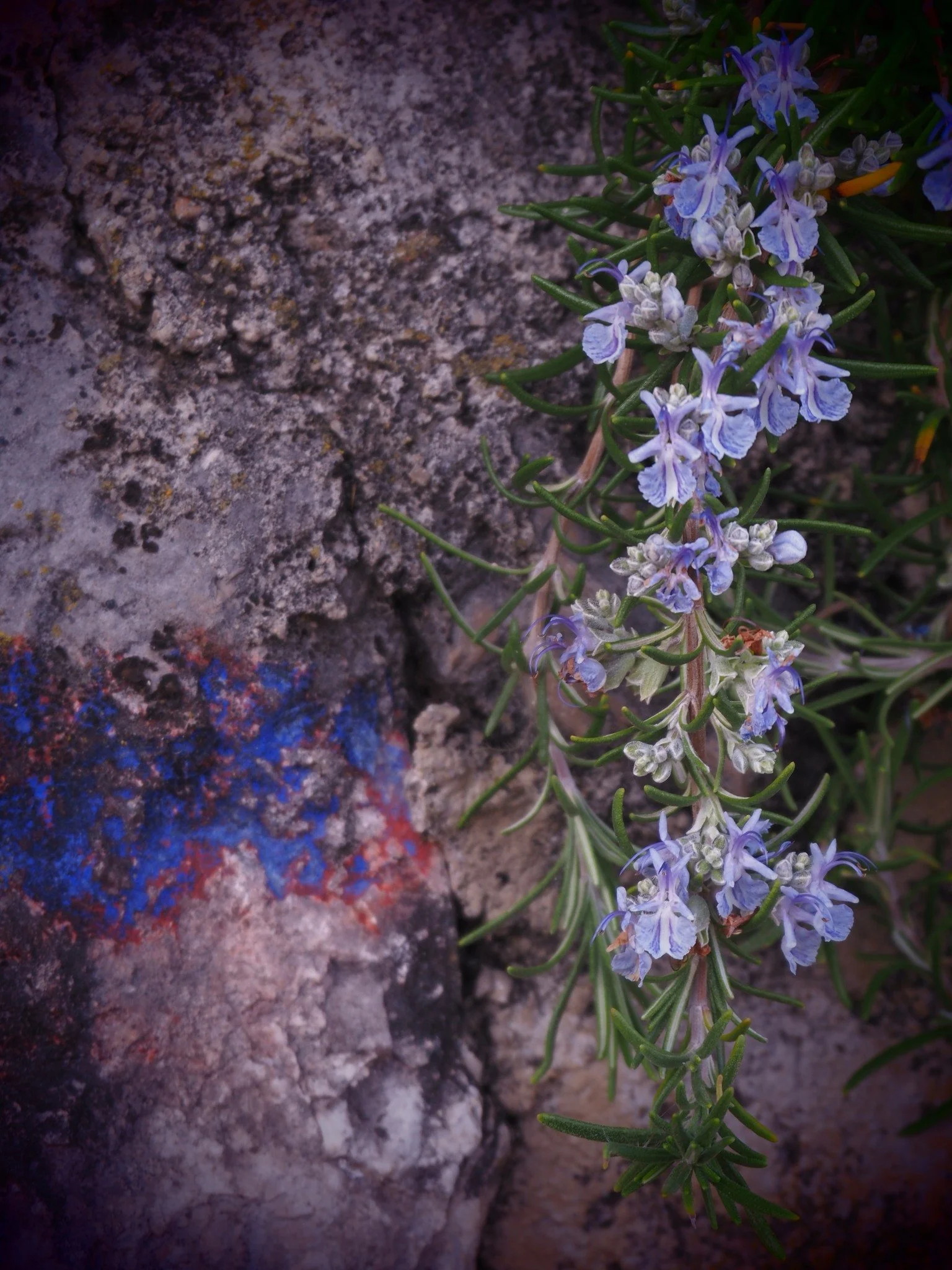 Blaue Rosmarinblume mit langen grünen Blättern neben einem rauen, grauen Stein mit rotem und bläulichem Farb Fleck.
