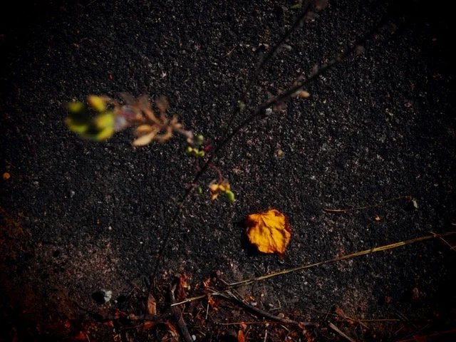 P1016217.jpeg