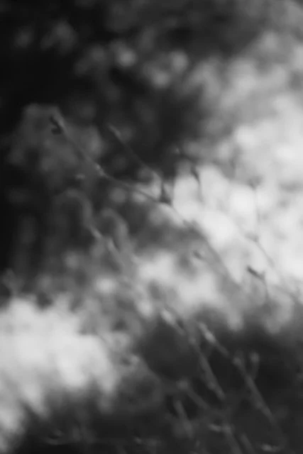 _1016006 (1).jpeg