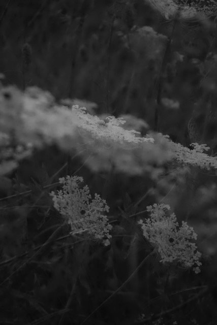 _1016010 (1).jpeg