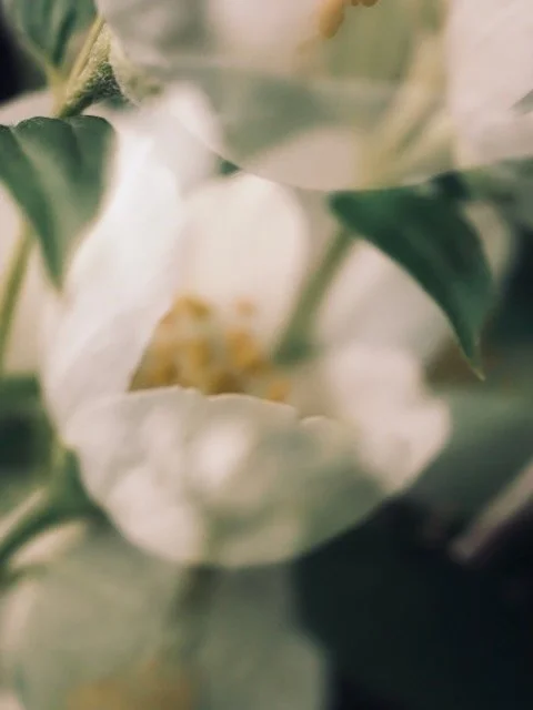 Nahaufnahme einer weißen Blume mit grünen Blättern.