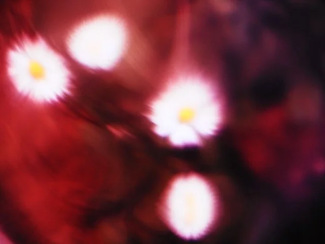 Unfokussiertes Bild mit mehreren weißen Gänseblümchen und einem dunkelroten Hintergrund.