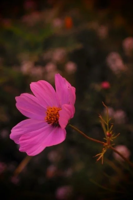 Eine pinkfarbene Cosmosblume im Vordergrund, unscharfer Hintergrund mit weiteren Blumen.