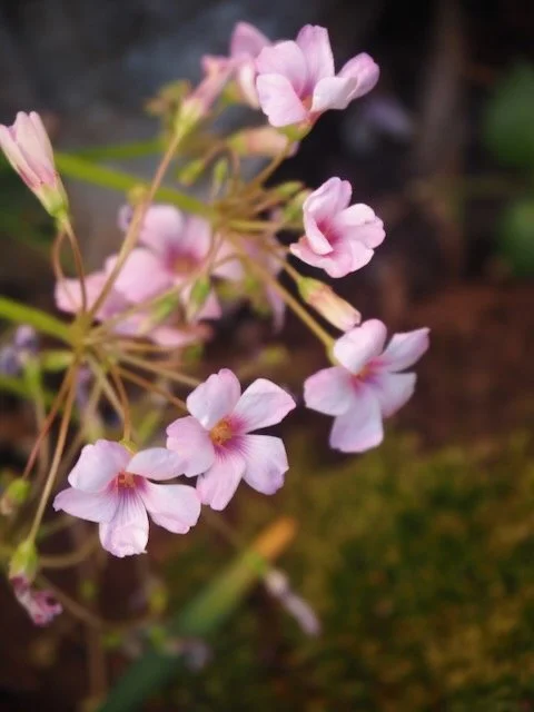 Nahaufnahme einer Pflanze mit kleinen pinken Blüten.