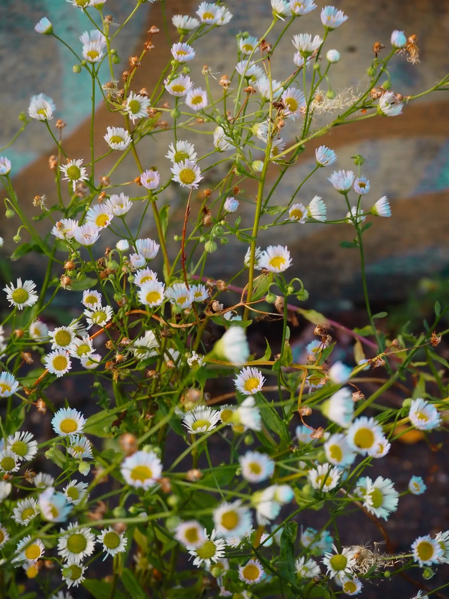 hanabflowers5.jpg