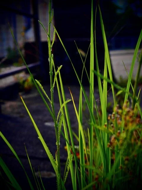 P1016207.jpeg