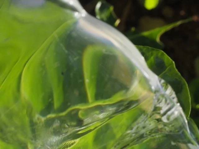 Ein grüner Einweg-Plastikflasche mit Wasser, umgeben von grünen Blättern.
