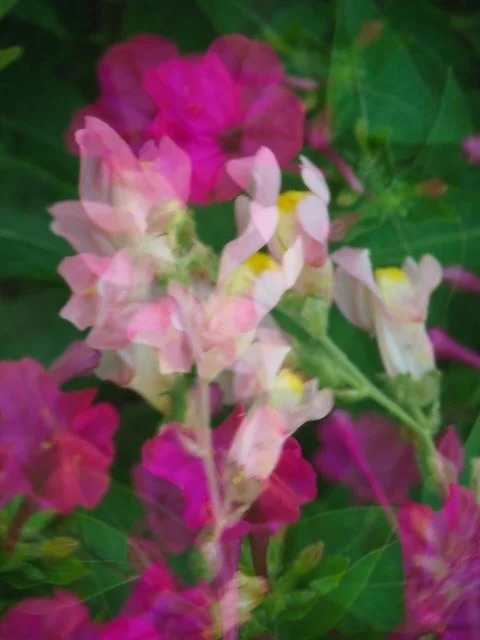 Verschwommene bunte pinke und weisse Blumen auf einem grünen Hintergrund.