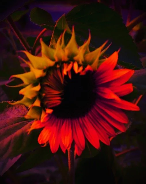 Eine Sonnenblume mit rötlichen, farblich editierten Blütenblättern, Sonnenblume mal anders
