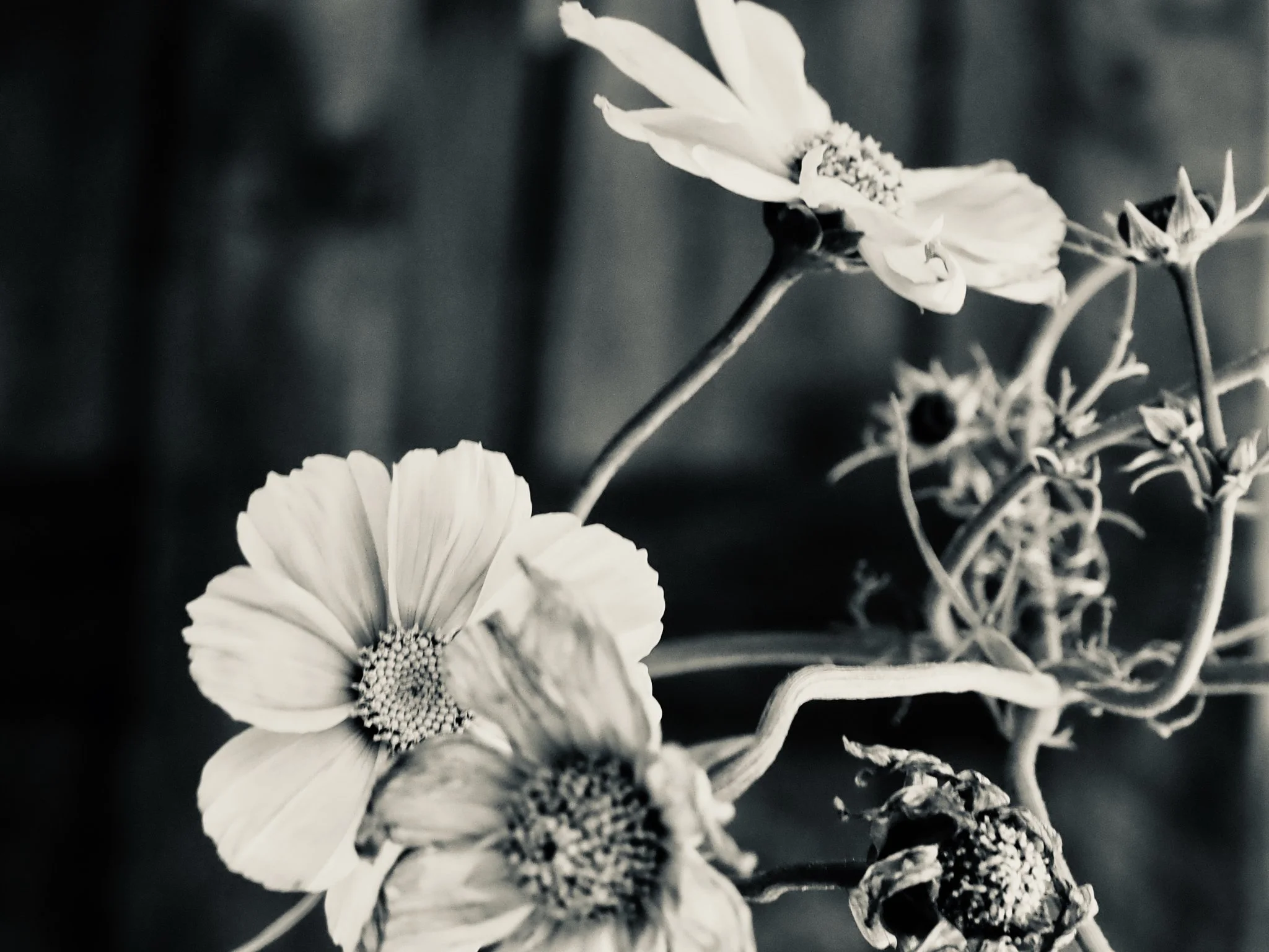 contestflowersbnw.jpg
