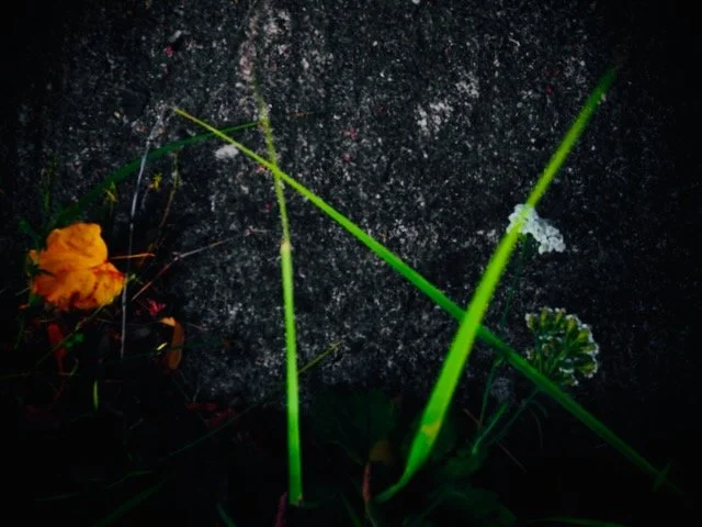 P1016210.jpeg