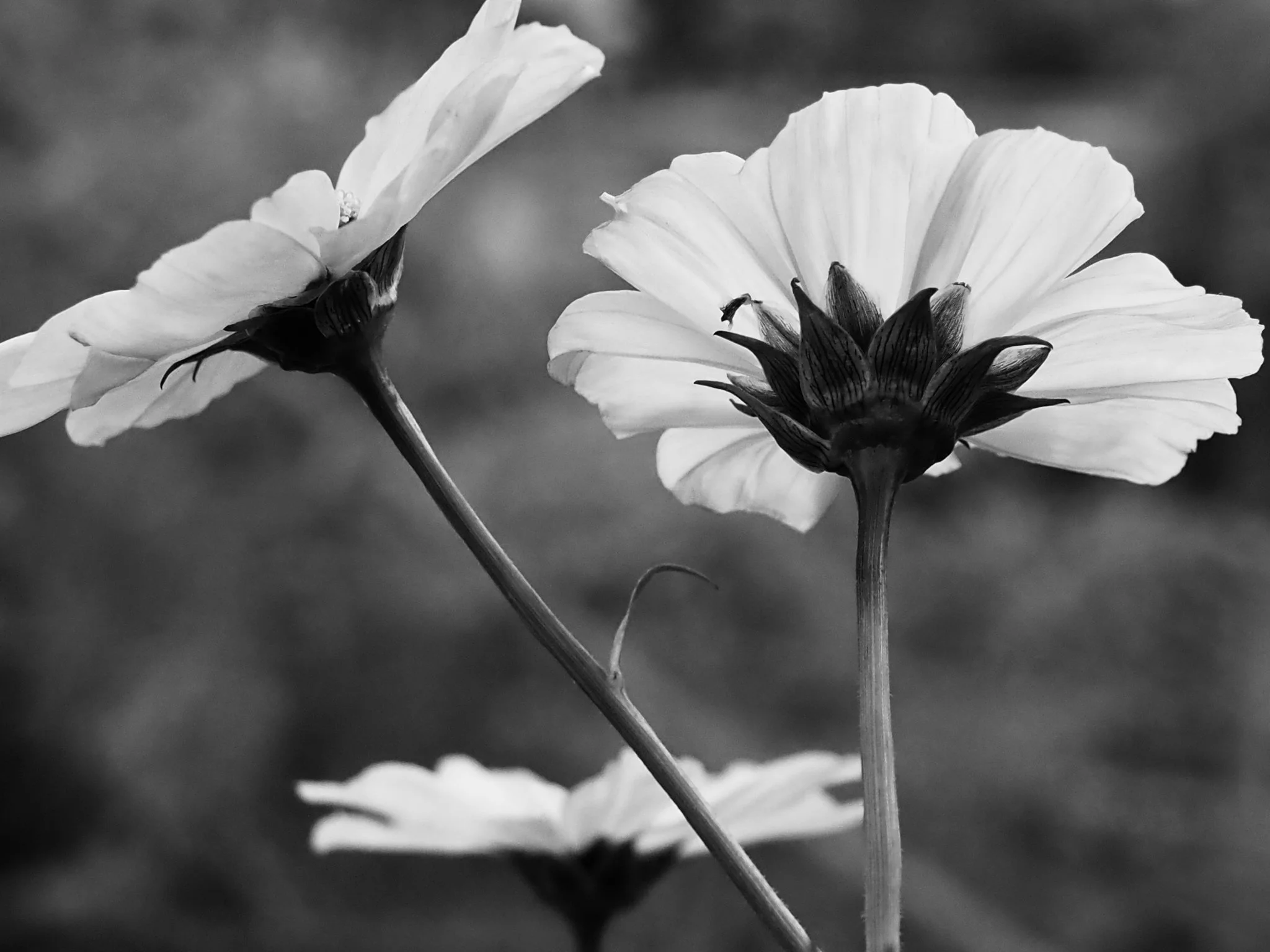 contestflowersbnw1.jpg