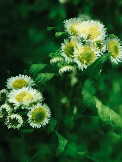 Weiße und gelbe Blumen auf grünem Blatt, Naturaufnahme