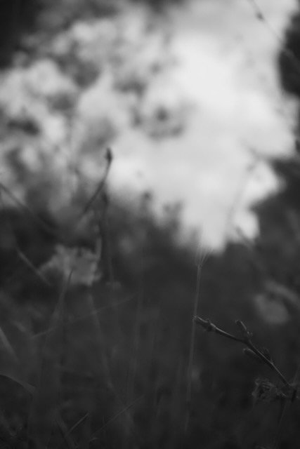 _1016007 (1).jpeg