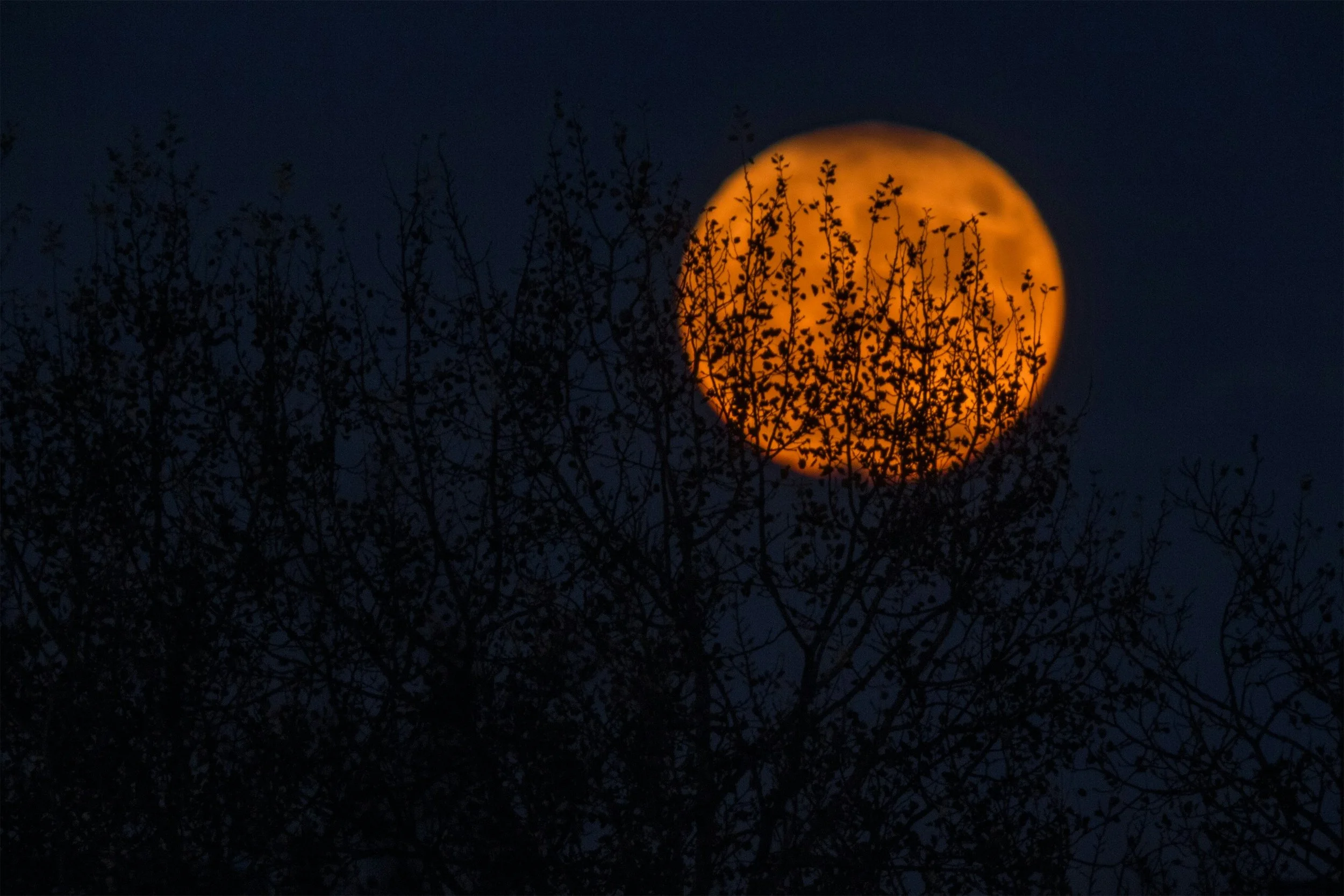 Samhain Gathering