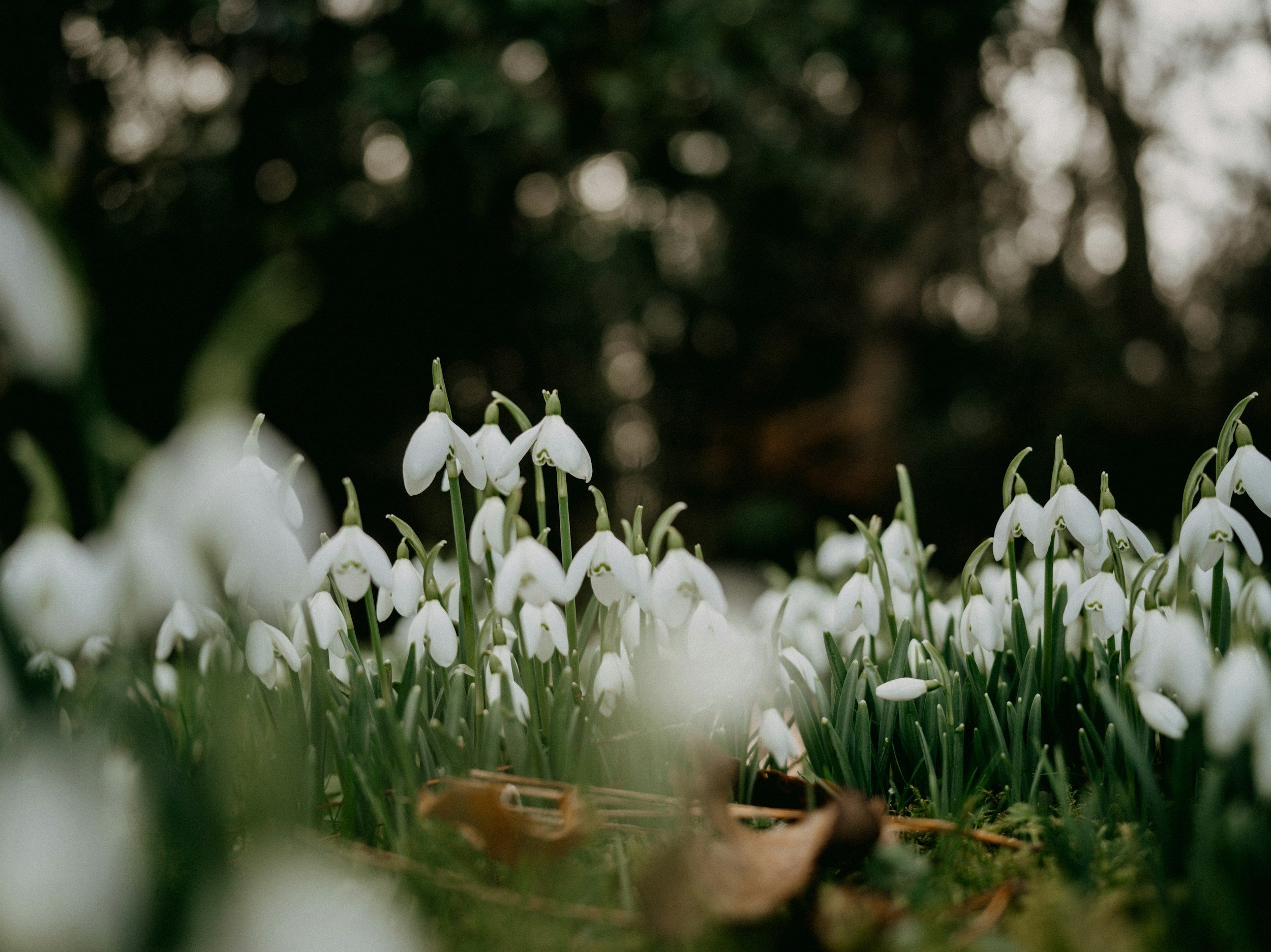 Imbolc Gathering
