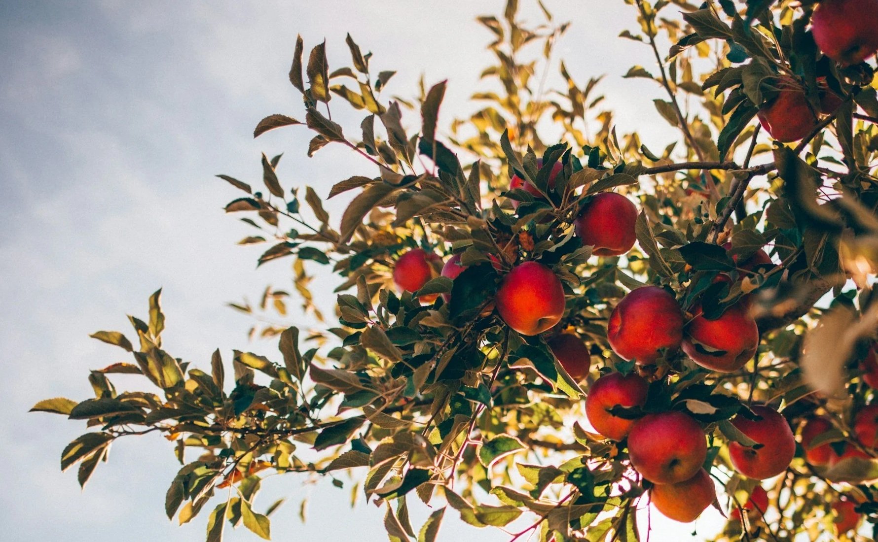 Mabon Gathering
