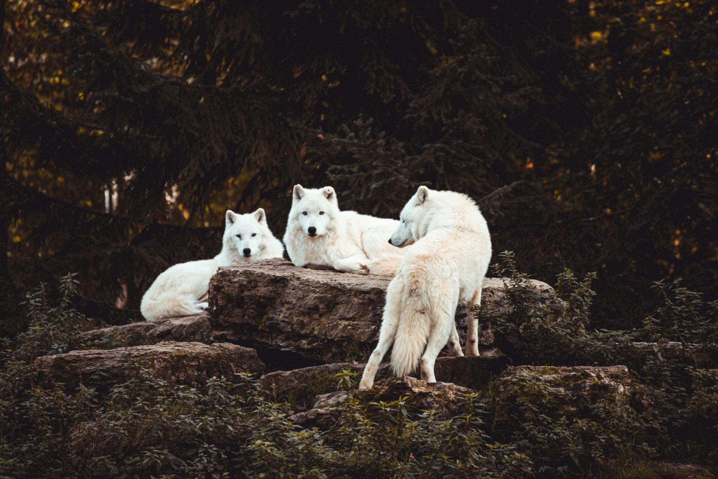 A group of white wolves resting on rocky terrain amidst dark green trees.