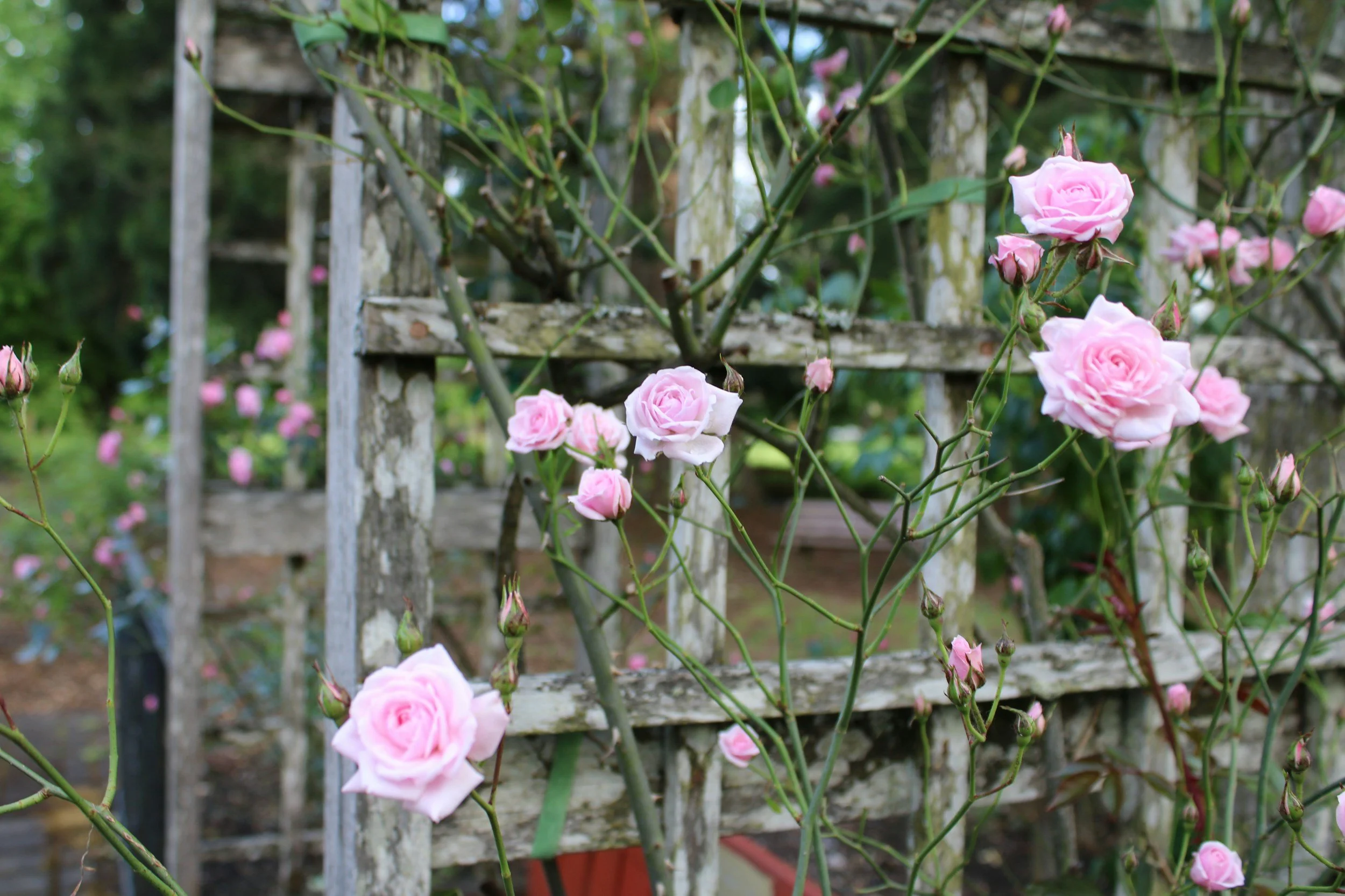 Pink roses growing on a trellis in a garden.