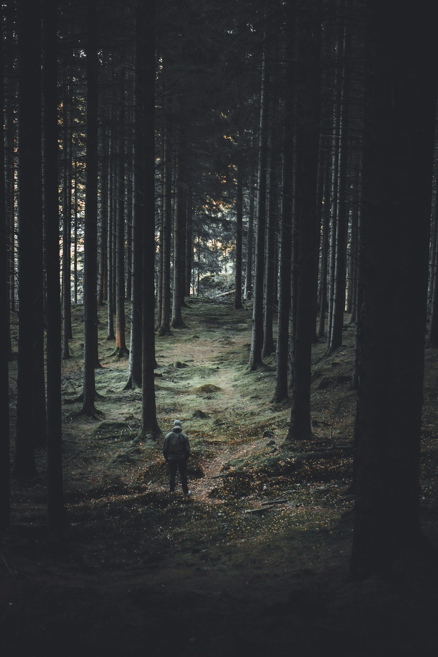 A person standing in a dense forest with tall trees and a trail, during dusk or dawn.