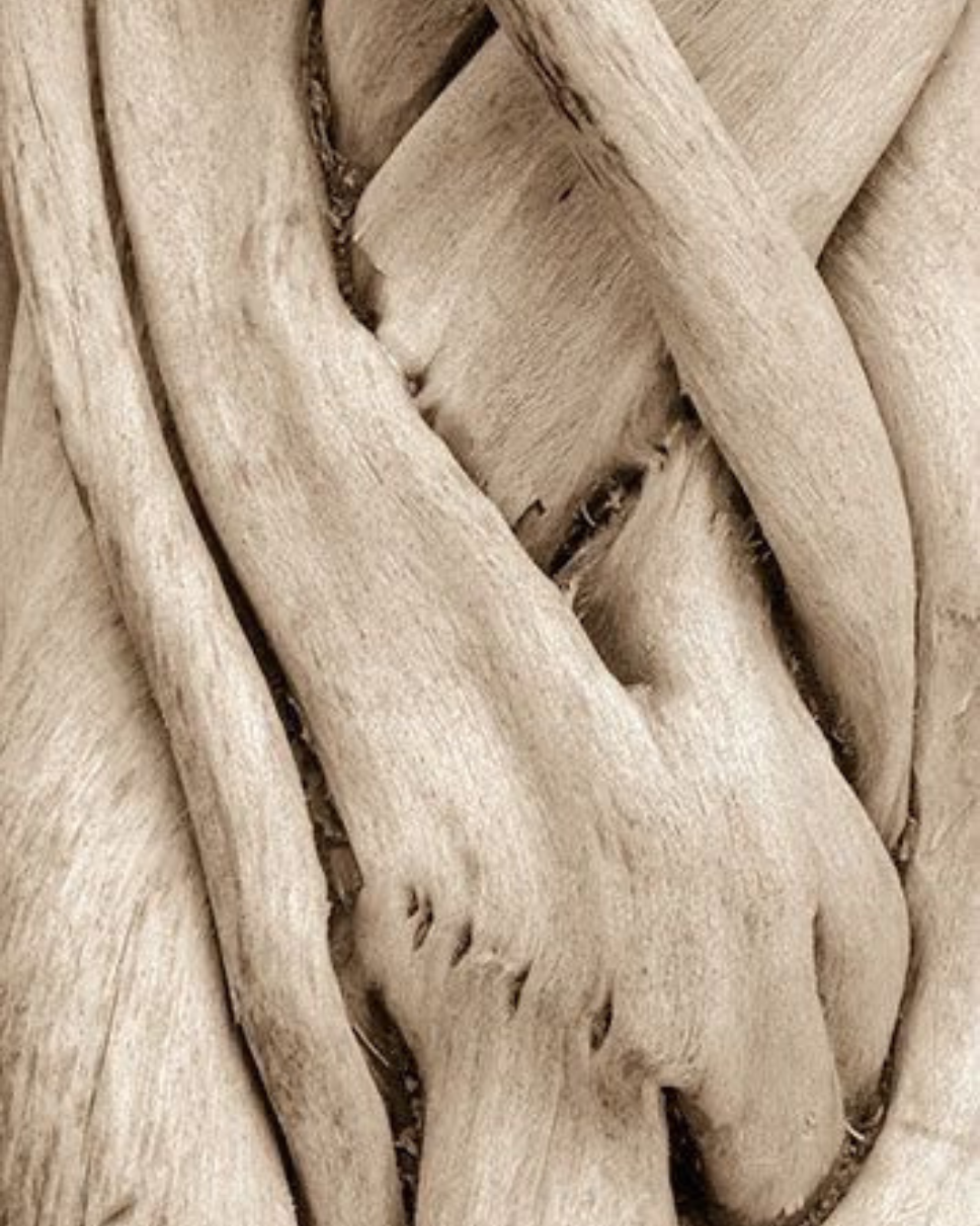Close-up view of intertwined, weathered wooden driftwood with light beige color and textured surface.