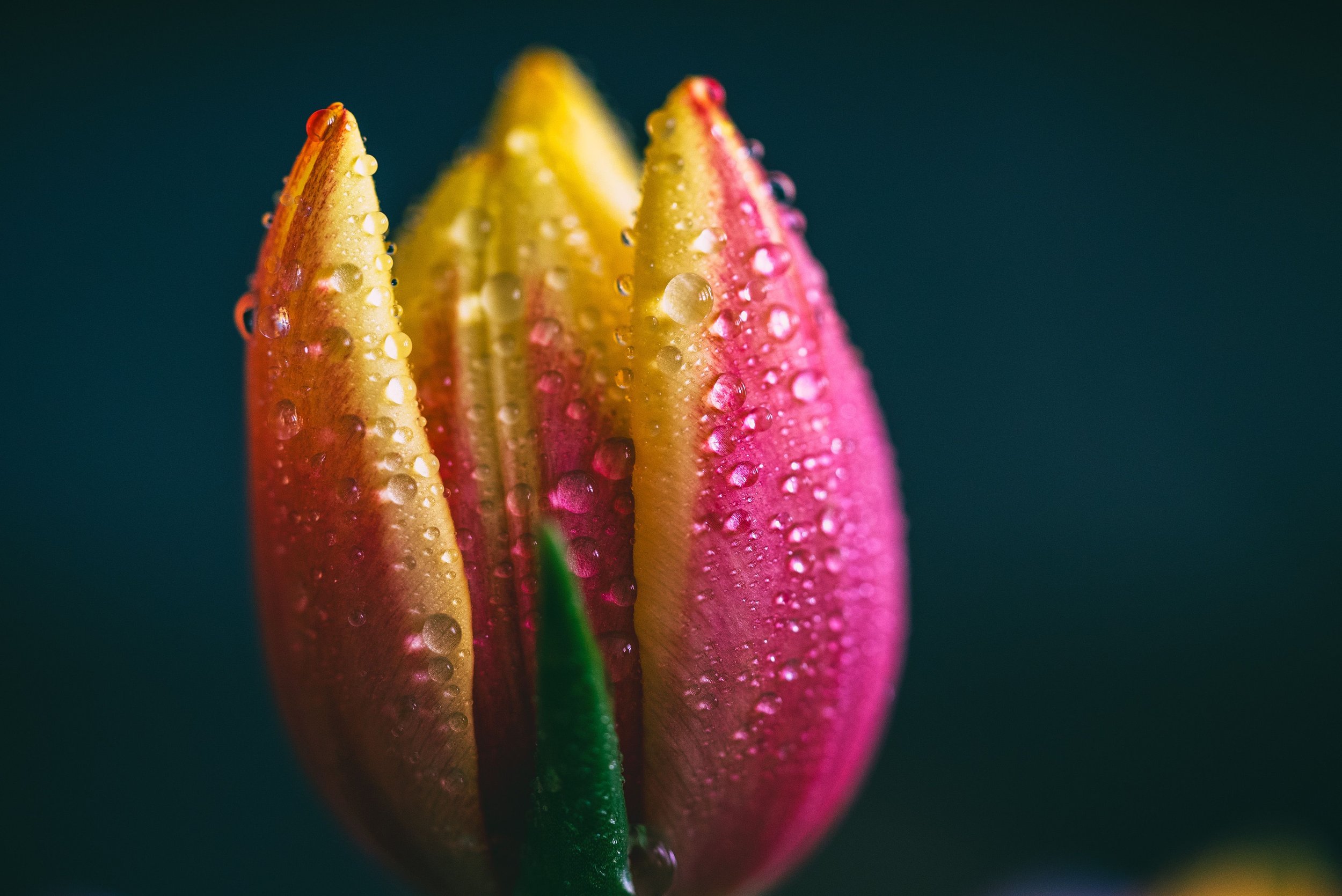 Flower drenched in dew 