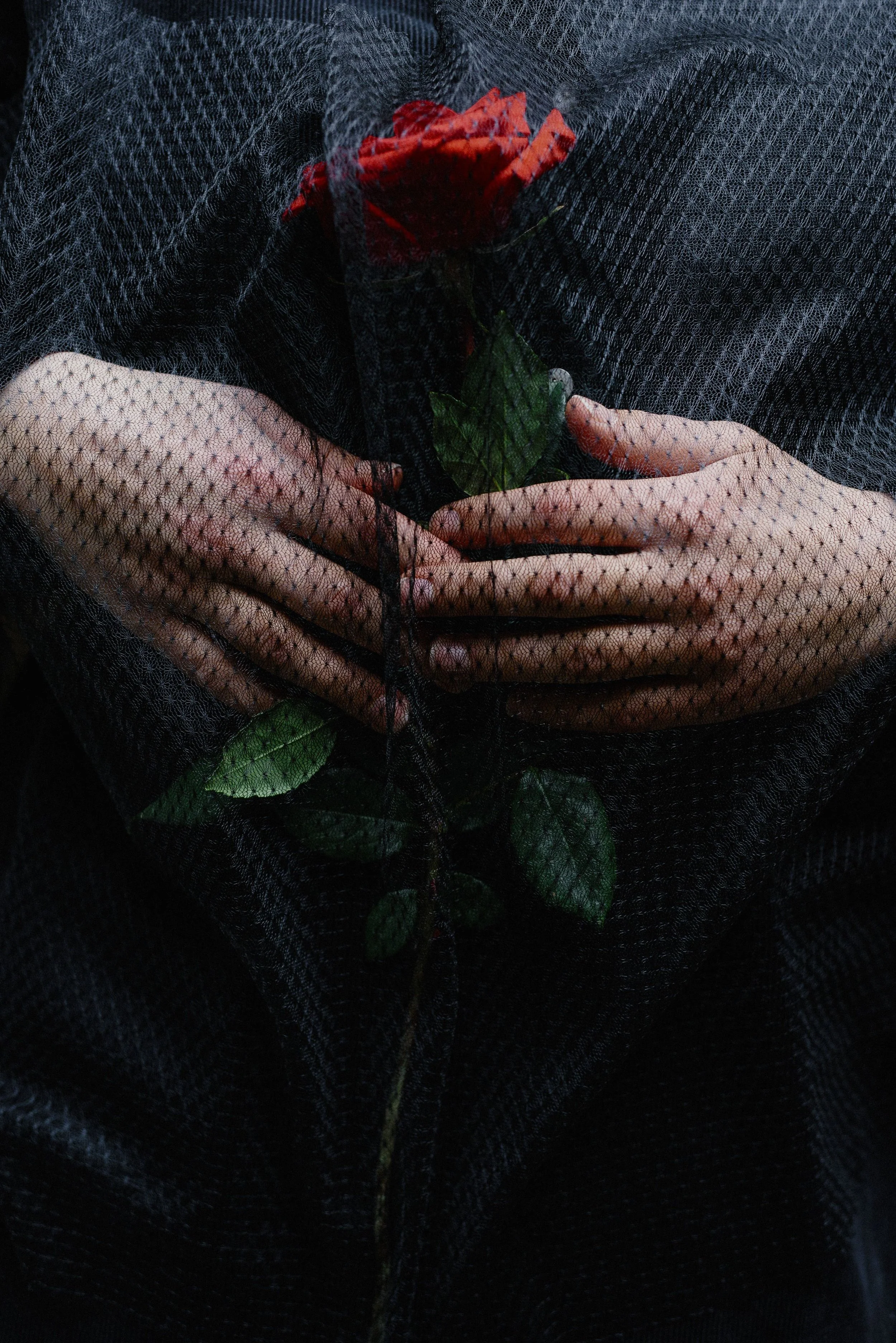The only rose in your garden