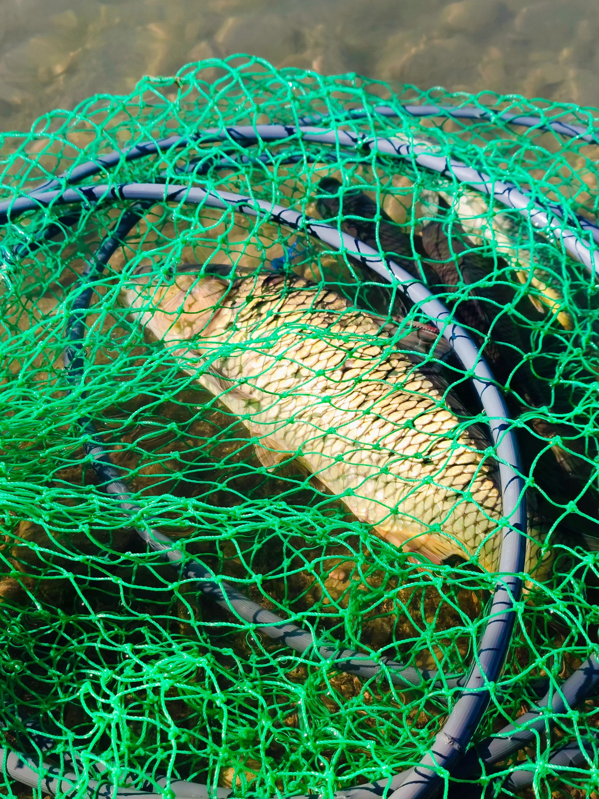 Tangled like a fish