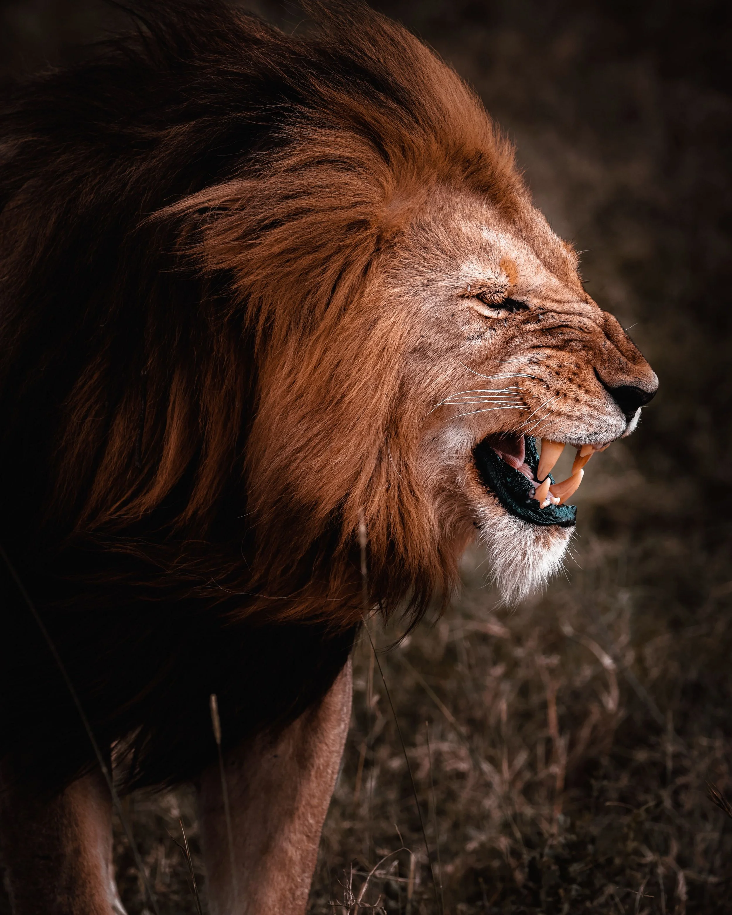 The purging of the Lion’s Gate portal gave me clarity