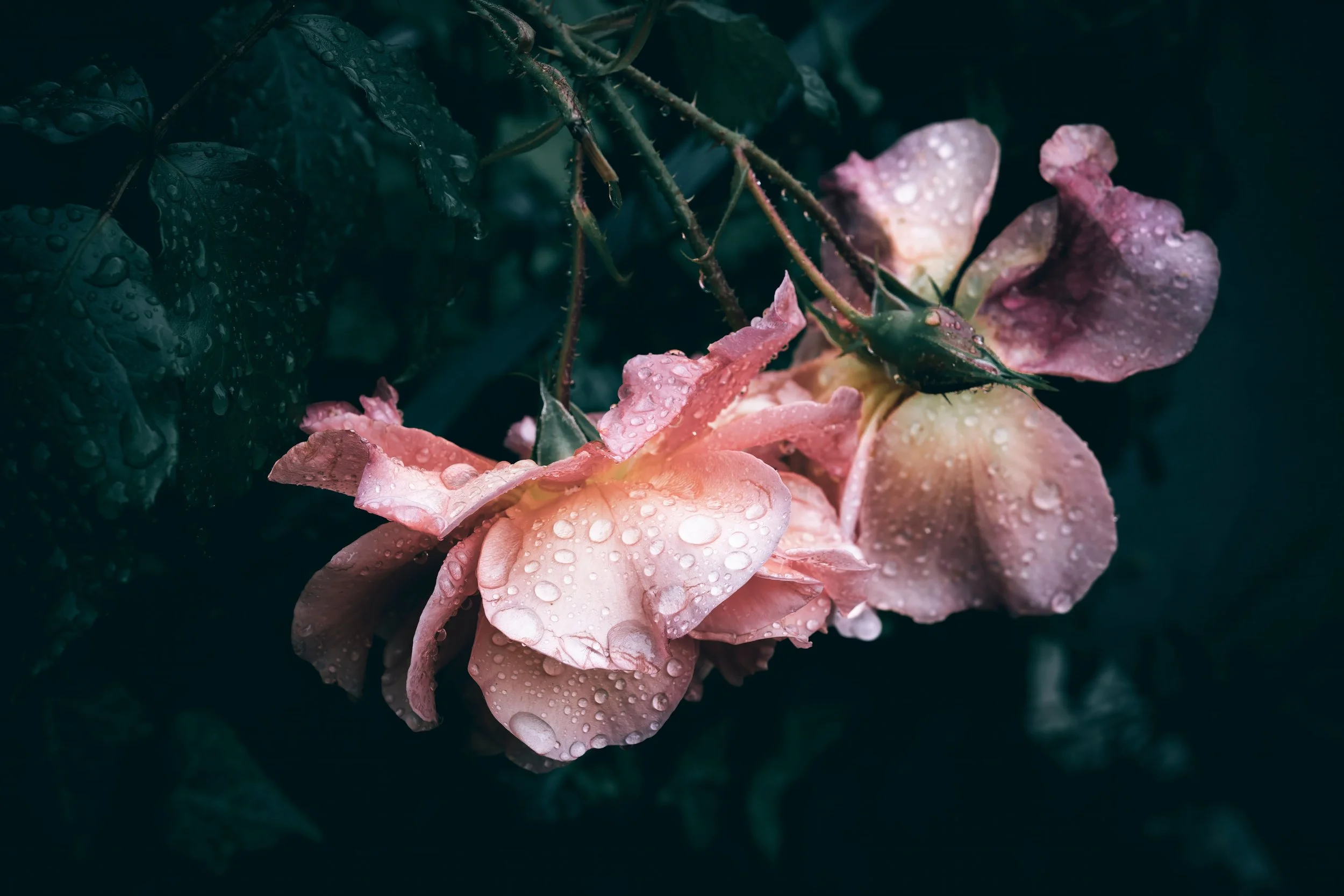 Desire blooms