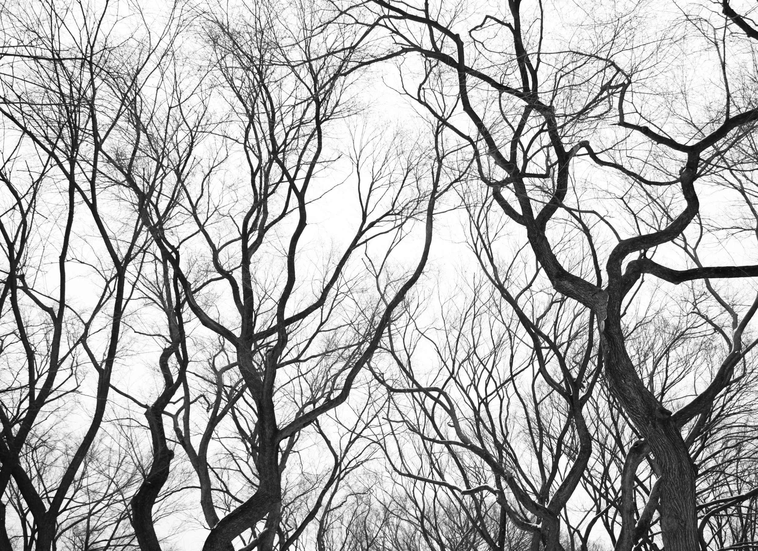 Tree limbs