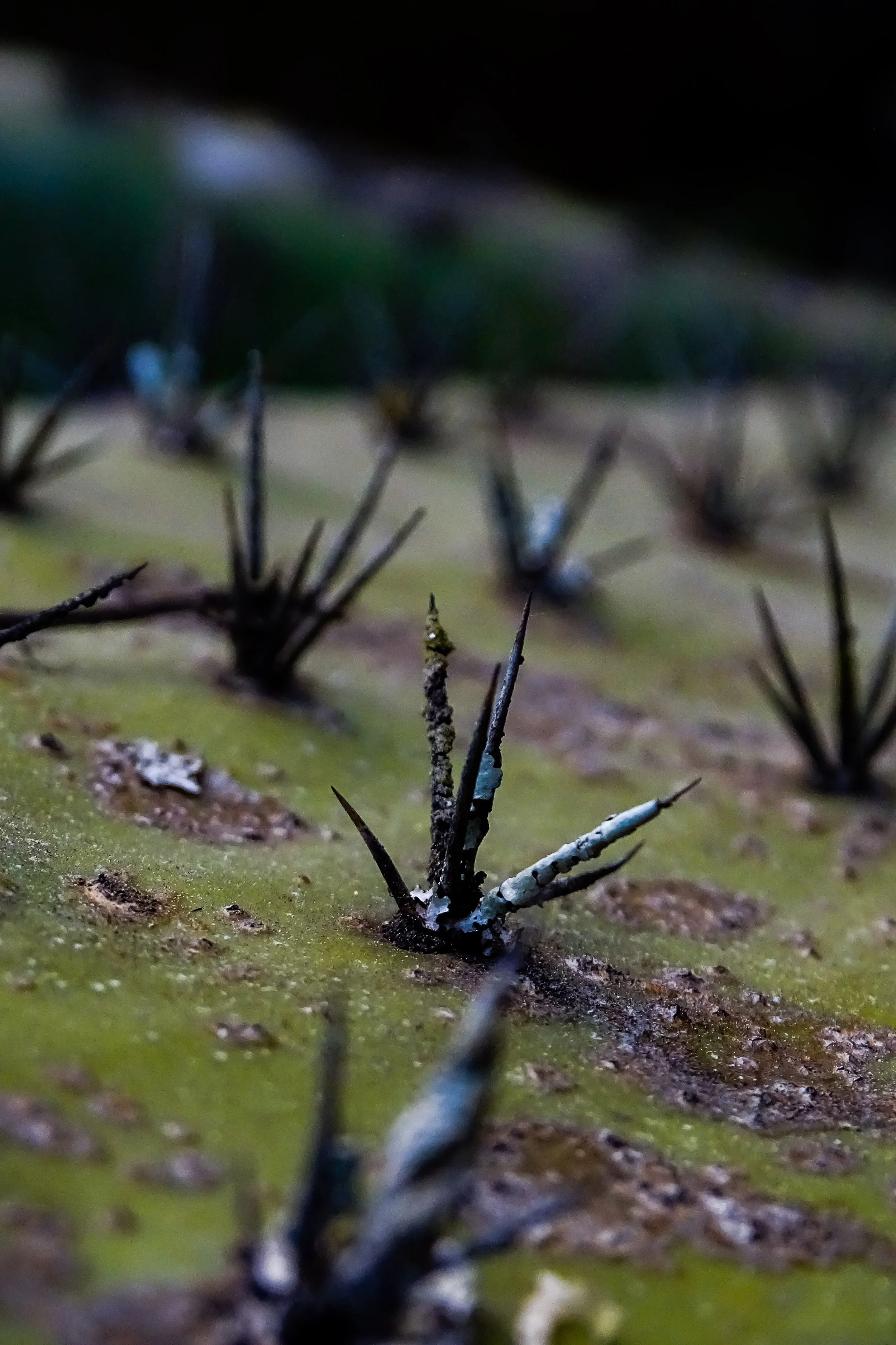 Prickly Darkness