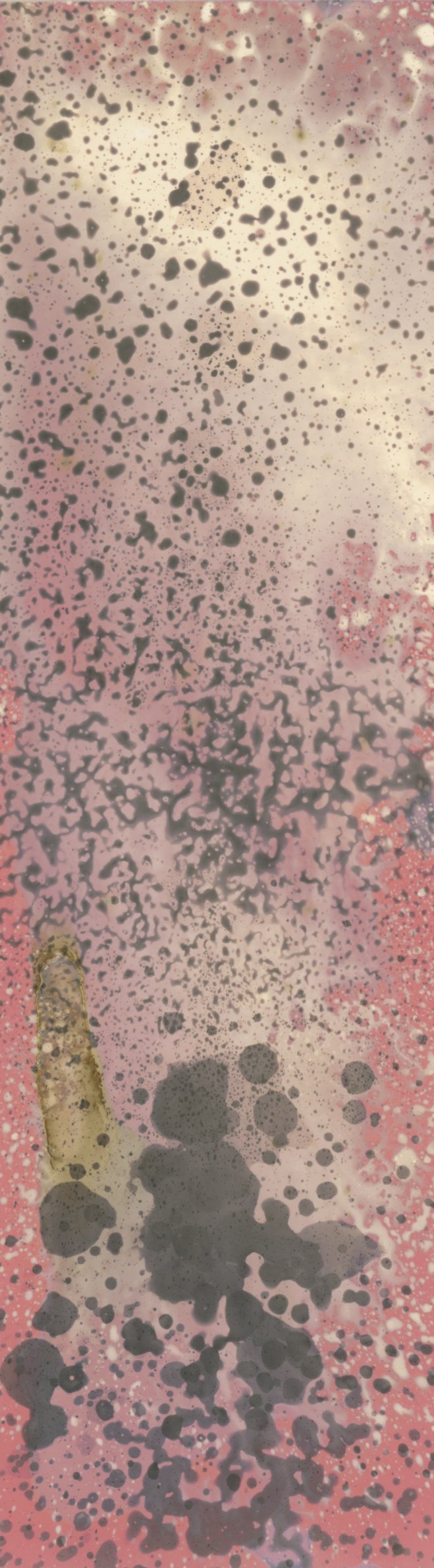 Chemigram Scan 04.jpg