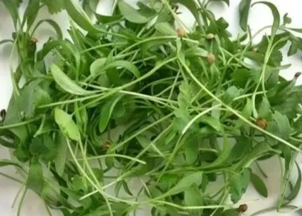 Cilantro