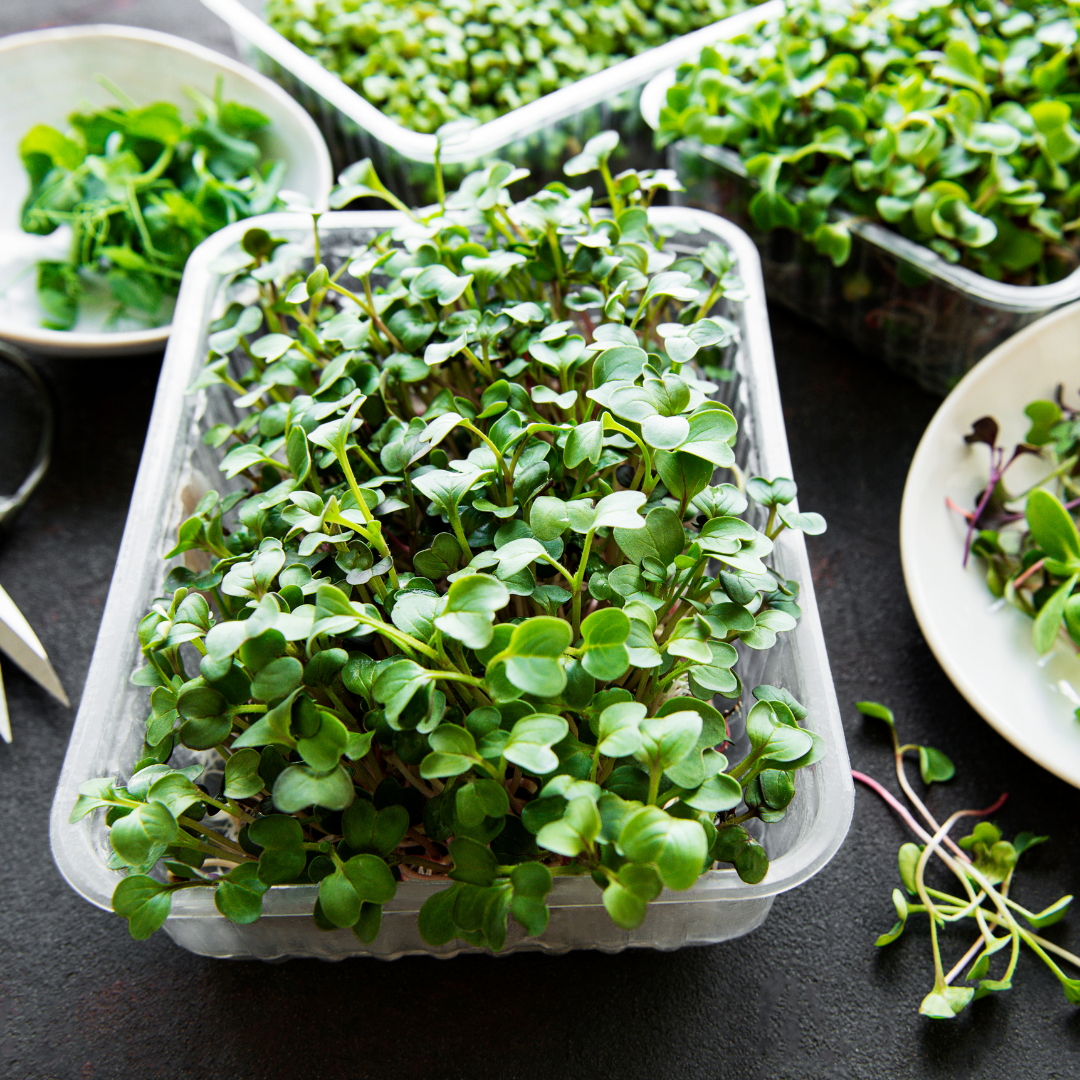 Various trays and plates of freshly sprouted microgreens on a dark surface.