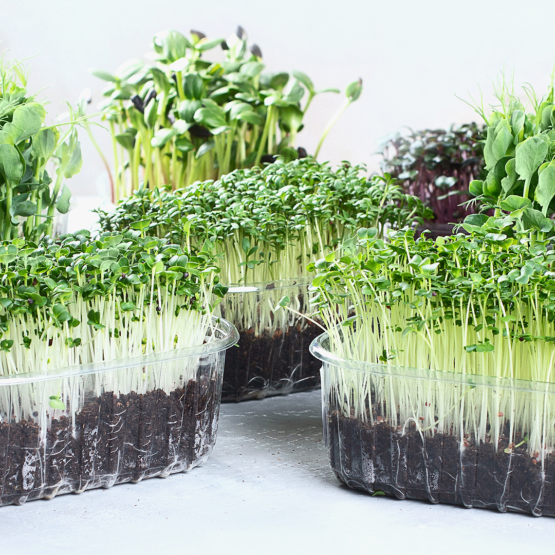 Microgreens growing in clear plastic containers with visible soil, set on a white surface.