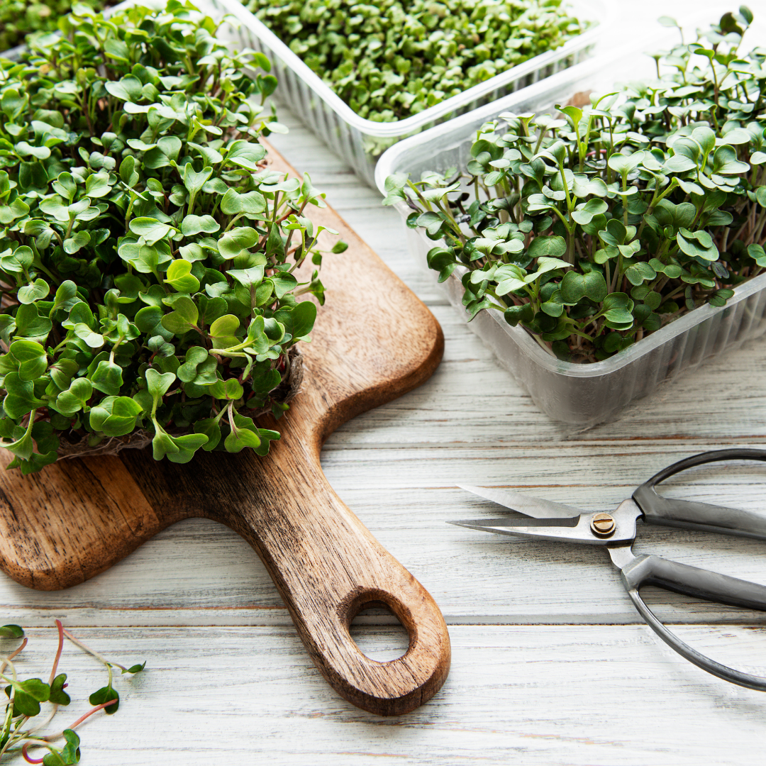 Microgreens being harvested with scissors on a white wooden table.