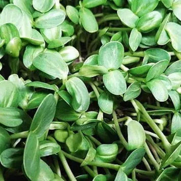 Sunflower microgreens