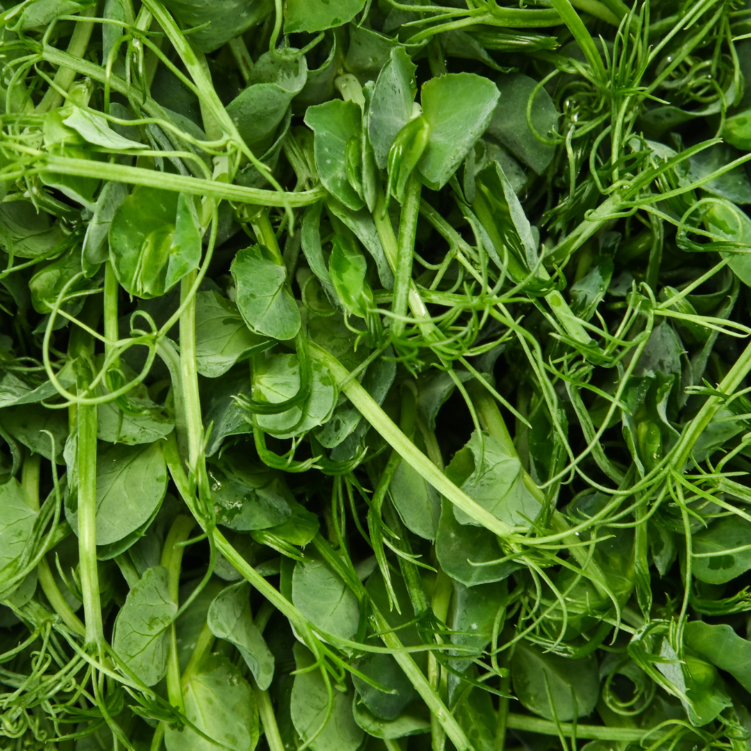 Pea Shoots