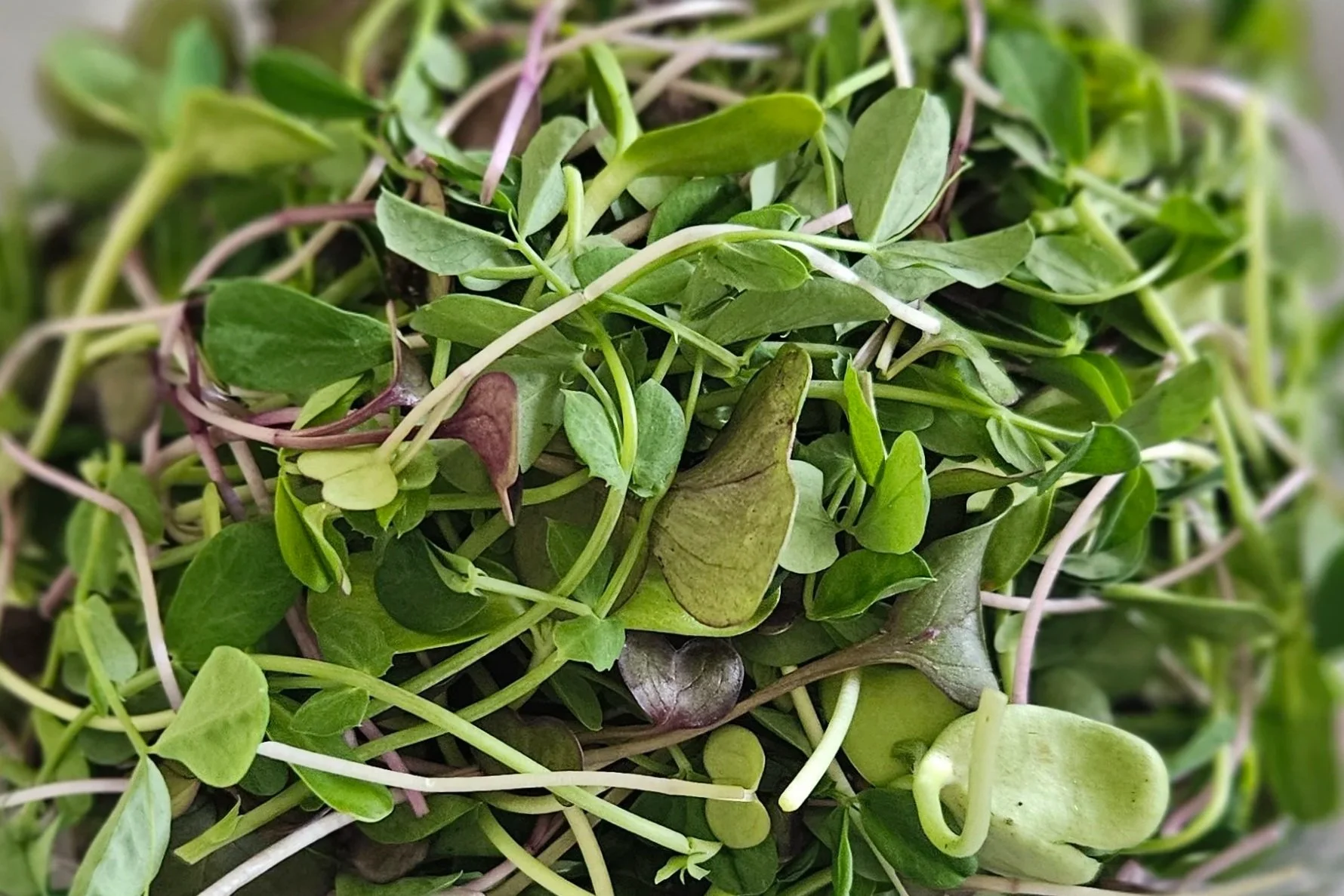 Frankalicious Mix