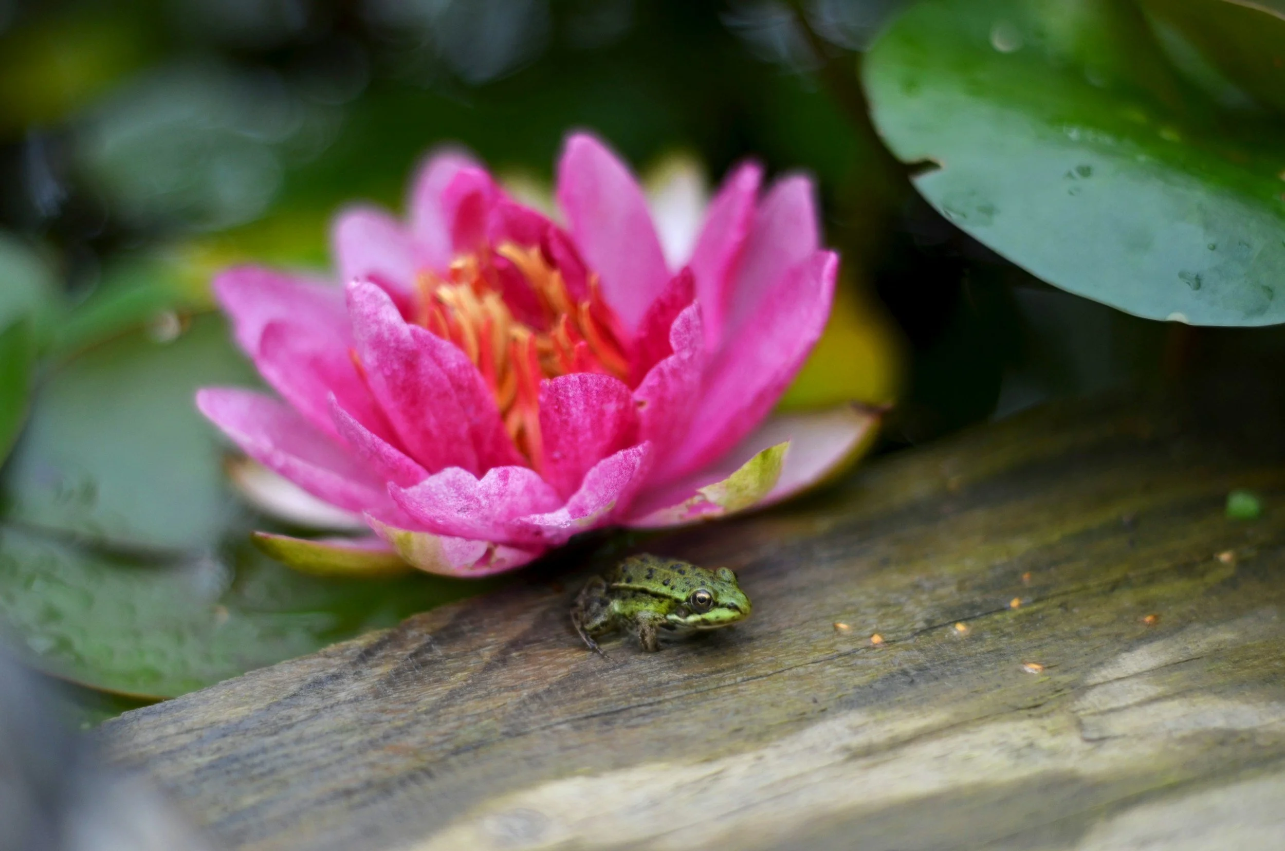 Kissing Therapeutic Frogs: How Finding a Therapist is Like Dating (and How It Isn’t)