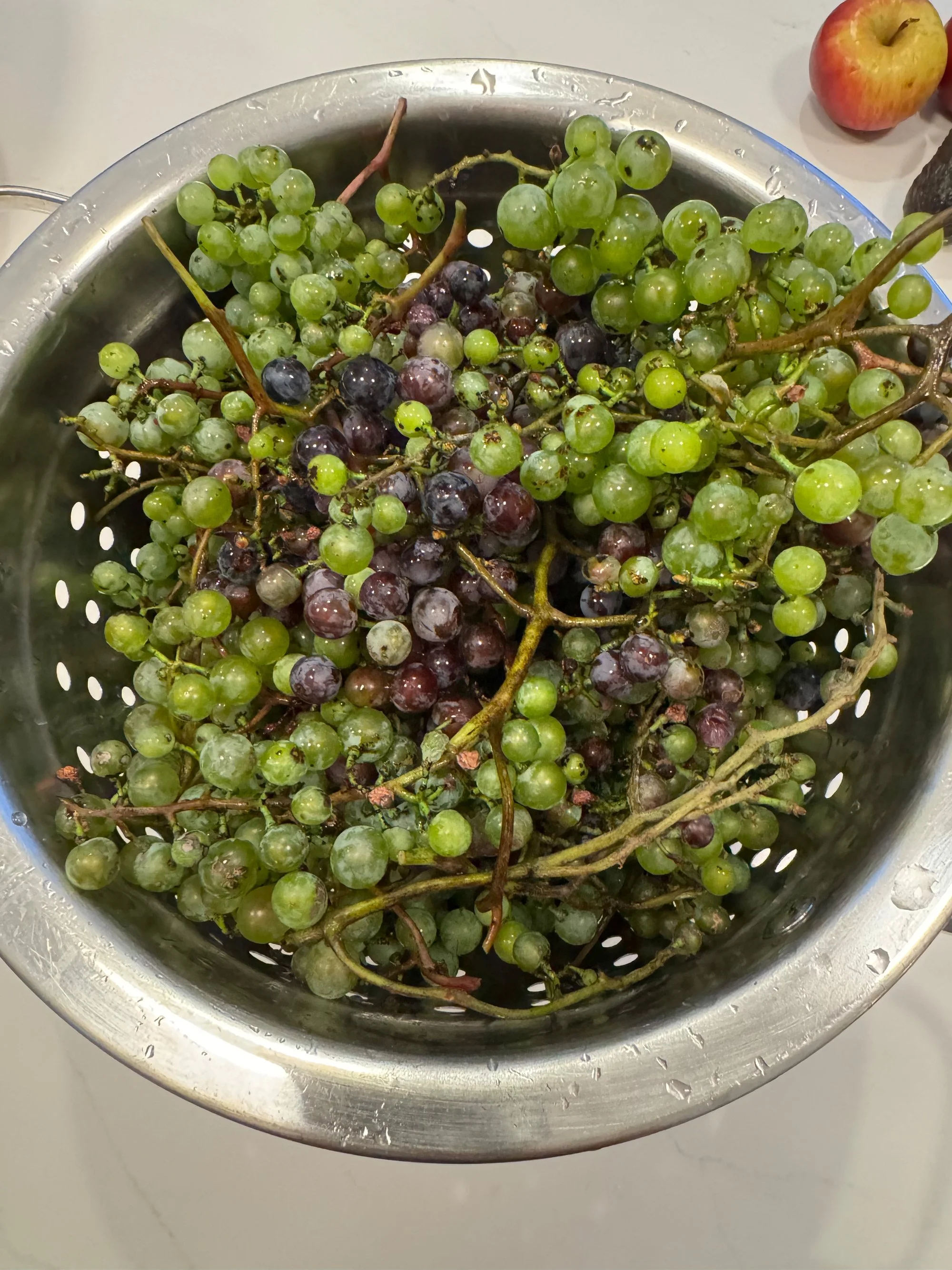 Grapes.jpg