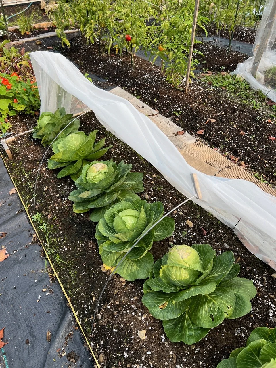 2024-08-15 09.31.07 copie.jpeg