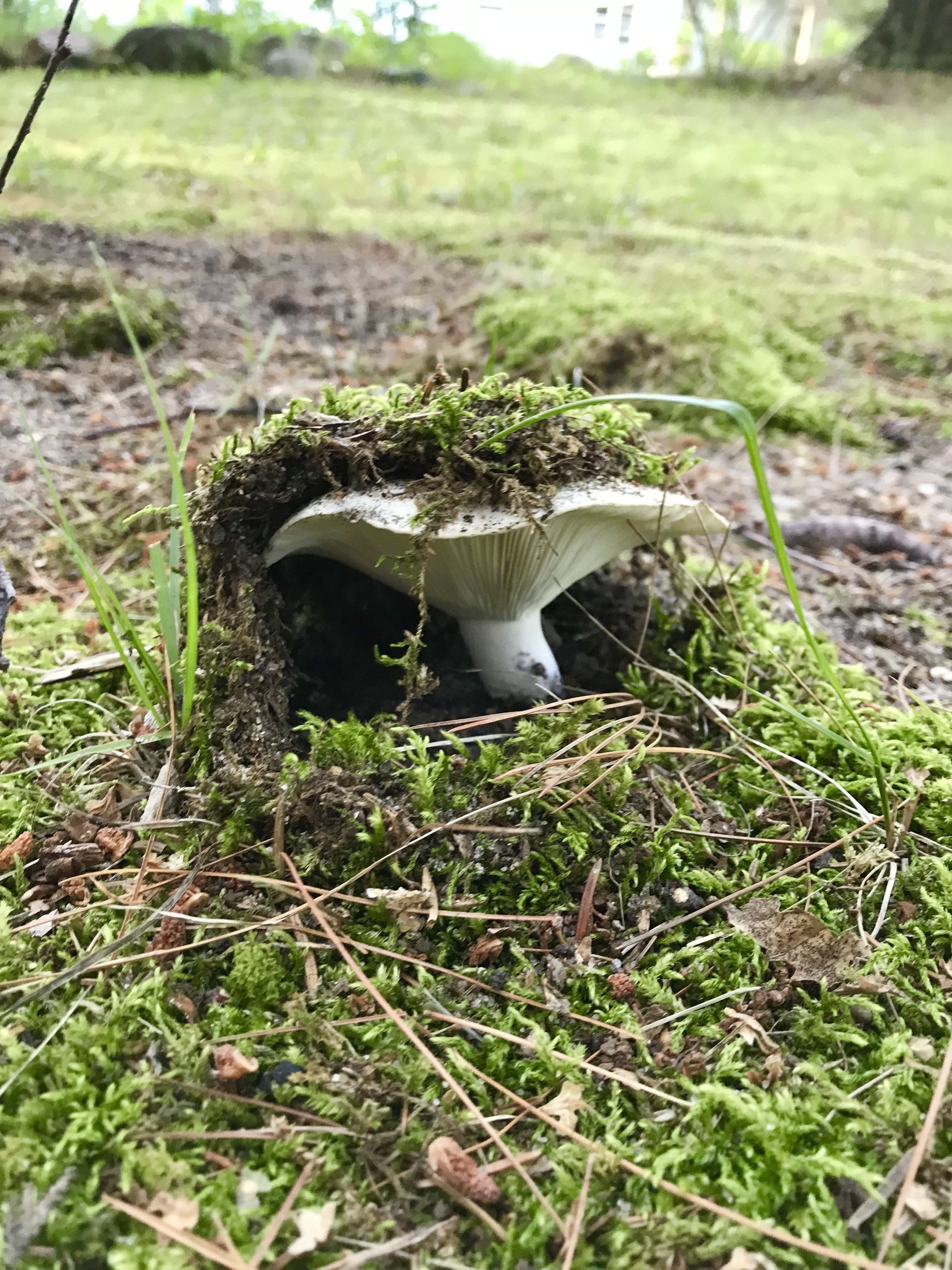Mushrooms and other magical finds in our front yard.