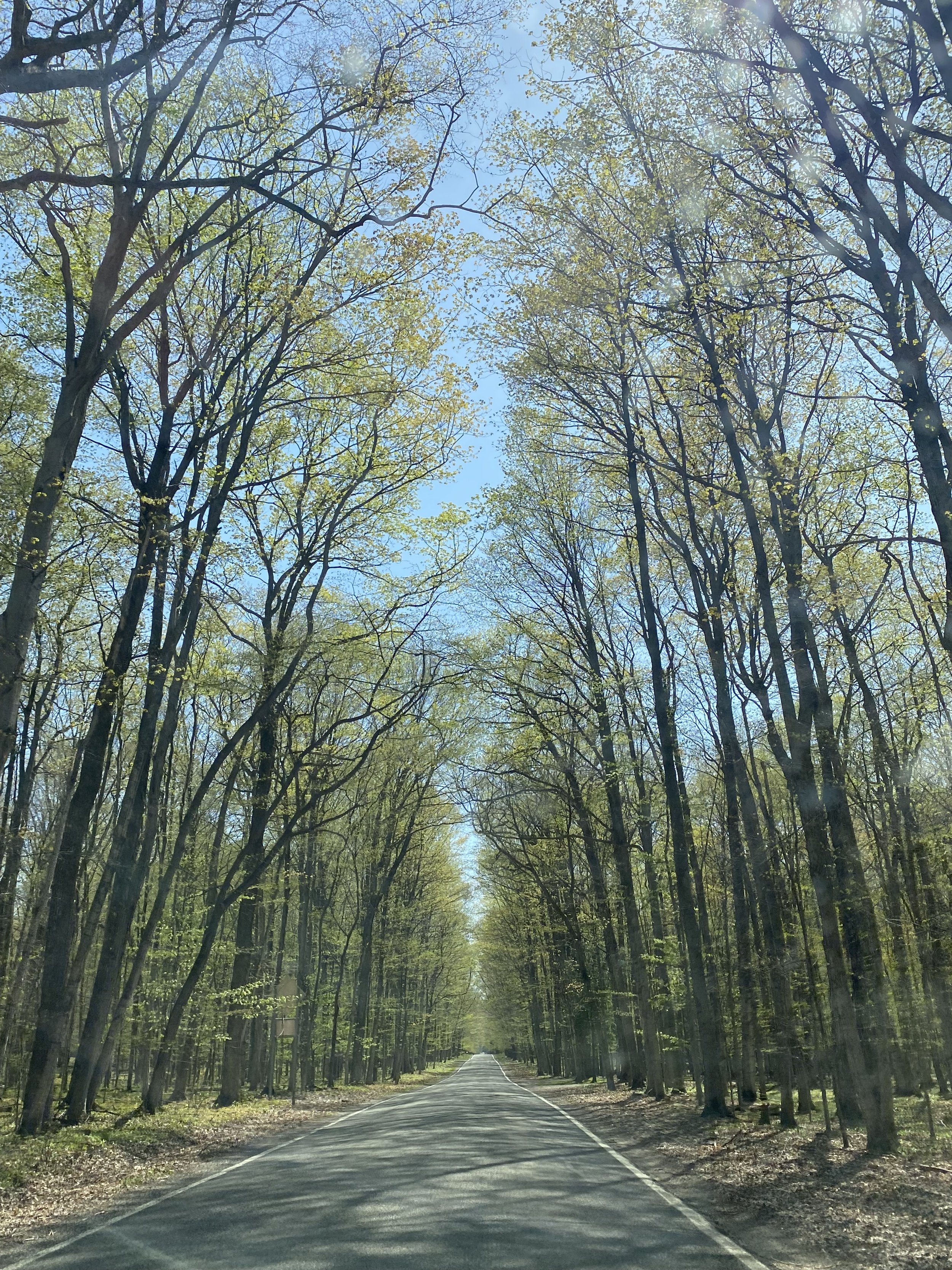 The iconic M-119 Tunnel of Trees in early spring.